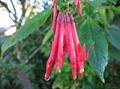 Boliviana Alba